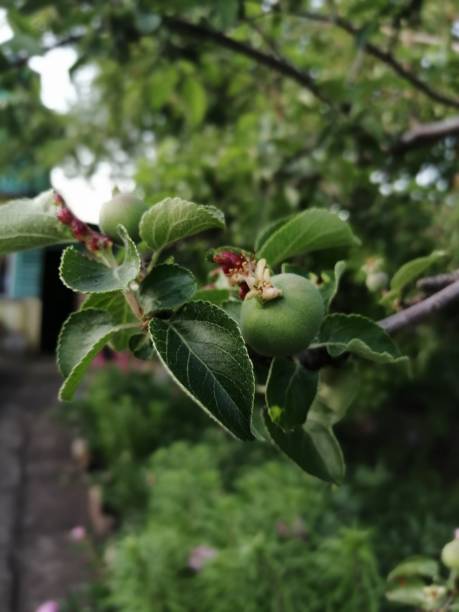 Spring apples on a bush stock photo