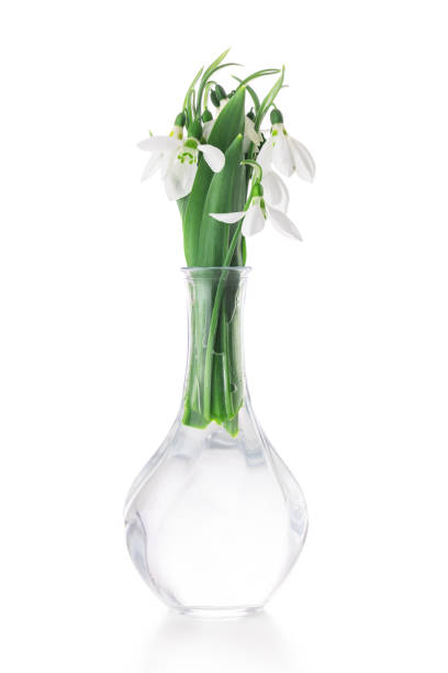 istock Galanthus nivalis, spring flowers snowdrop isolated on white background. 1374650289