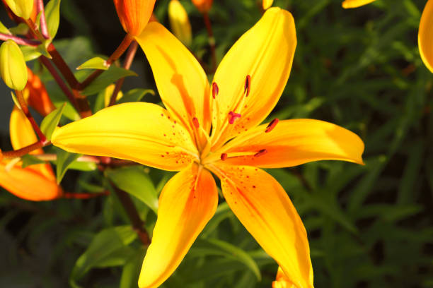 istock Beautiful yellow lily flower. Close-up. Background. 1374658072