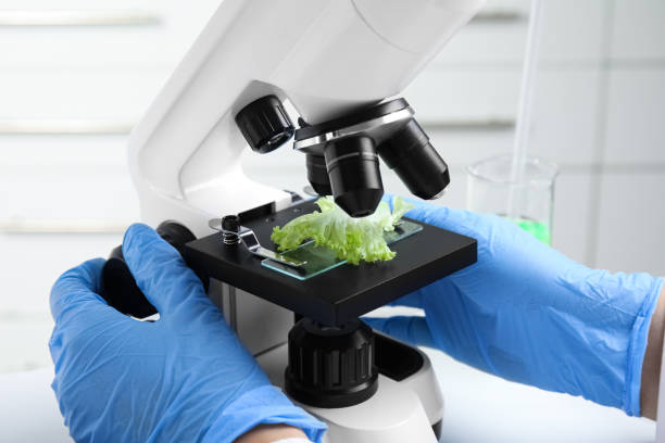 istock Scientist inspecting lettuce with microscope in laboratory, closeup. Poison detection 1374658245