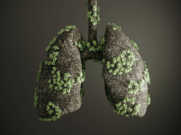 How Climate Change is Threatening Our Health 1 human lung tree