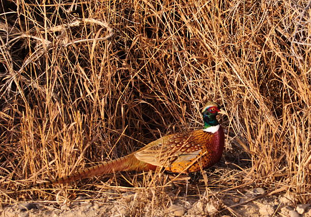 Cock pheasant in Montana stock photo