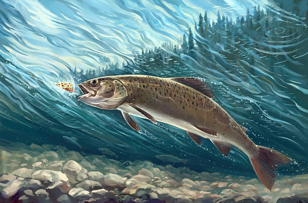 Siberian trout Raster illustration. trout photos stock illustrations