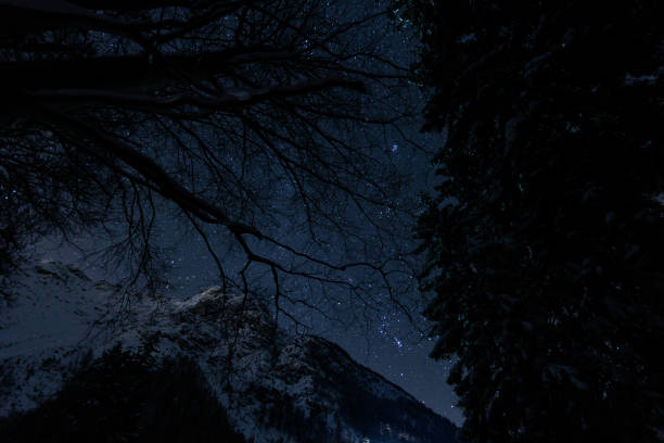 Photo of beautiful wide angle view of clear dark blue starry night sky as seen from under the trees and mountains