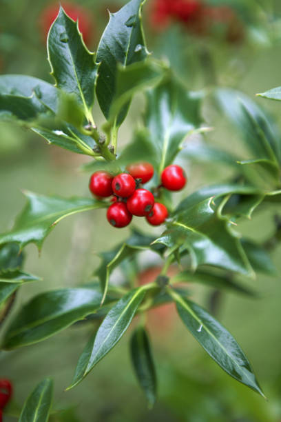 istock Festive Christmas Holly and Berries 137467337