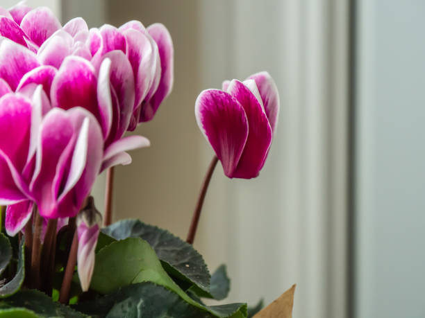 Cyclamen Flowers Close-up of the pink and white flowers on a ivy-leaved cyclamen houseplant with a blurred background. cyclamen stock pictures, royalty-free photos & images