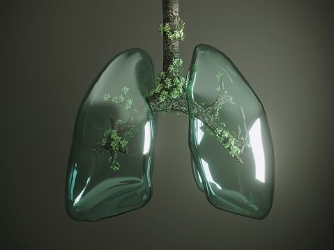 Digital generated human lung textured with glass and tree branches, leaves in it. ( 3d render )