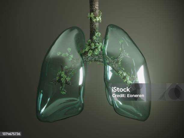 Glass Lung Stock Photo - Download Image Now - Lung, Glass - Material, Human Lung