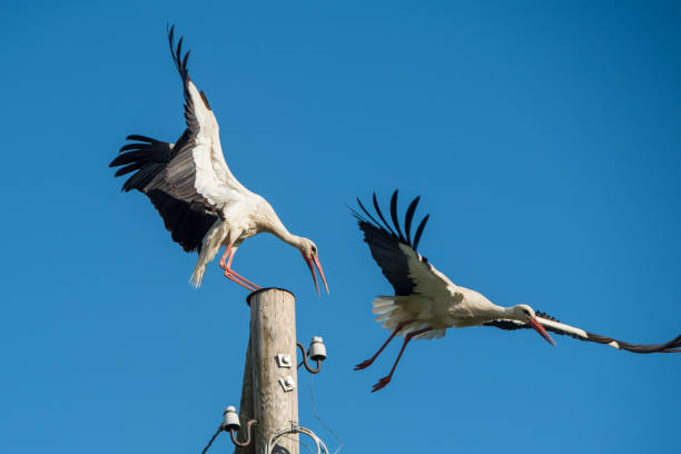 istock Two white storks in the nest against blue sky 1374684702