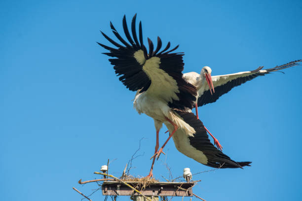 istock Two white storks in the nest against blue sky 1374685238