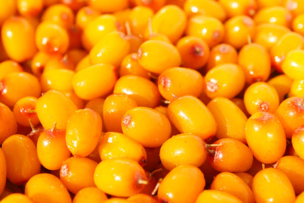 Fresh ripe sea buckthorn berries. Close-up. Background. Texture.