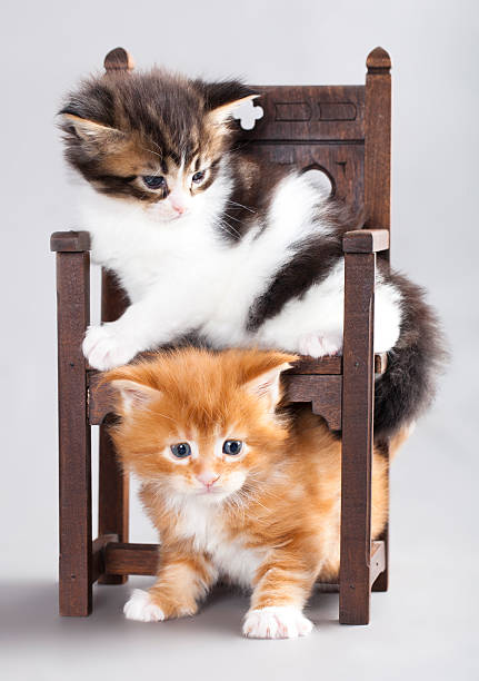 kitten Maine Coon kitten Maine Coon on a small chair short haired maine coon stock pictures, royalty-free photos & images