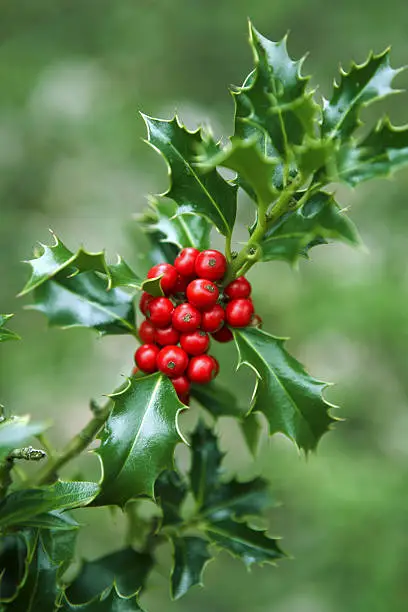 A rich Green and Red branch of Holly.Shallow Depth of Field