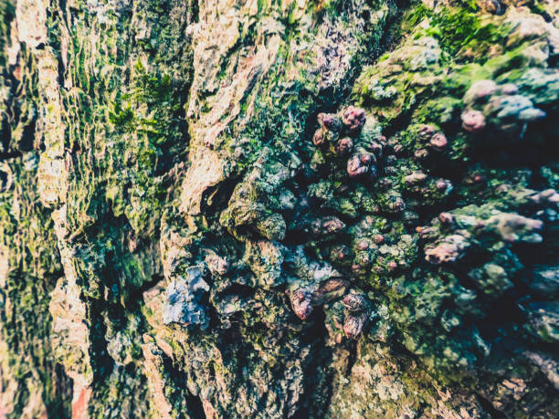 A macro image of a coarse tree bark. A macro image of a coarse tree bark. trunk furniture stock pictures, royalty-free photos & images