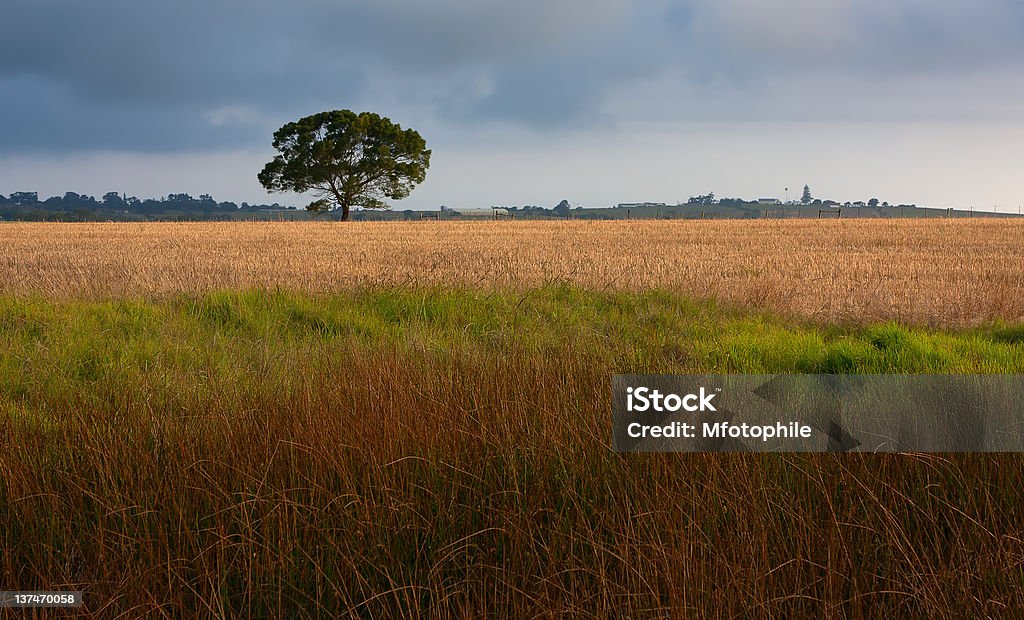 Terras de campo - Foto de stock de Agricultura royalty-free