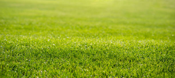 istock Green lawn with trimmed grass in spring 1374704577
