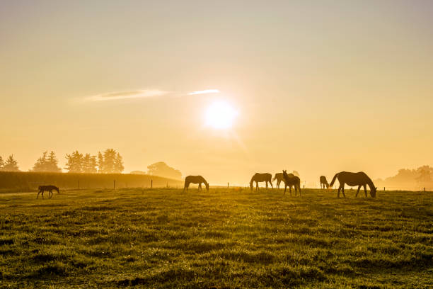 Horses in the pasture at Sunrise