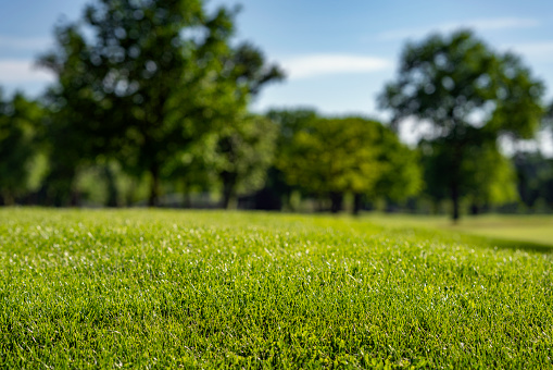 Green landscape, public park for leisure and outdoor activities, selective focus. Greenery environment, lush field and trees with white clouds in blue sky. Recreation and relaxation place by nature
