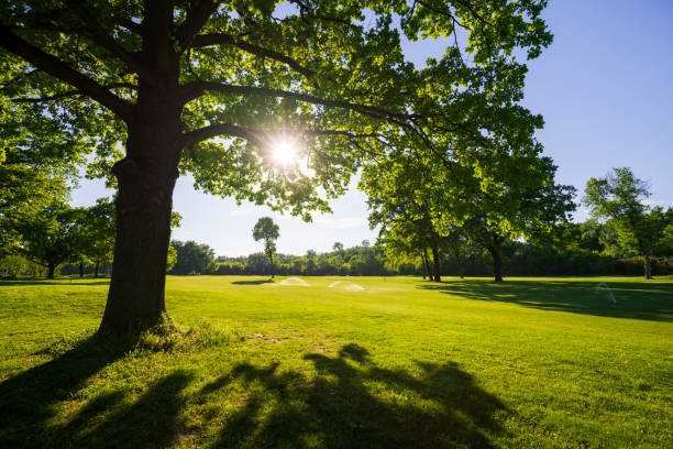 Beautiful morning light in public park with green grass field.