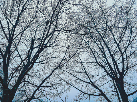 A look into the leafless treetops in winter.