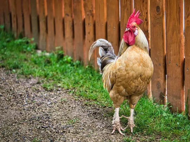 Hen on a farm in search of food. The free-living birds scratching the ground for food. Farm animals close up