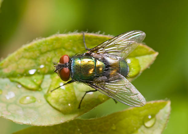 istock Golden-green bottle fly on a leaf, top view 137471697