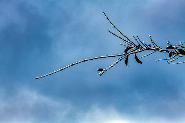 Ice on branch with dark sky as background
