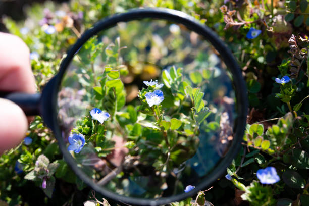istock Enlarge Persian speedwell with magnifying glass 1374718550