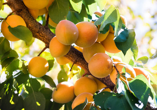 A bunch of ripe apricots branch in sunlight