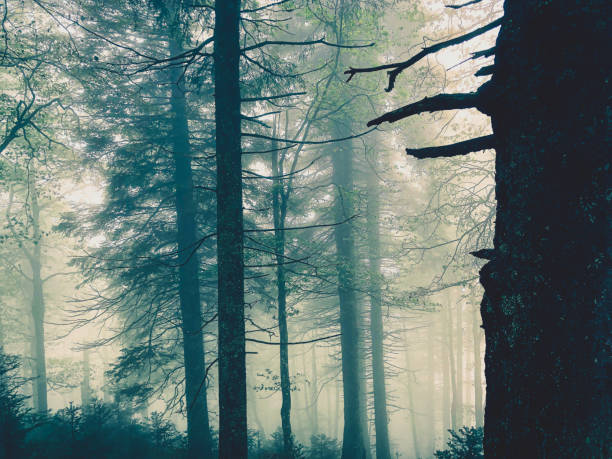 istock The Black Forest in Germany with fog. 1374734216