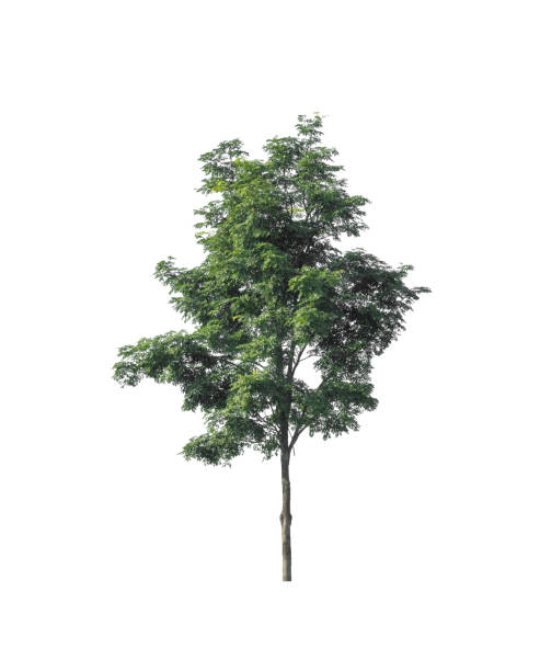 istock Trees that are isolated on a white background are suitable for both printing and web pages 1374734727