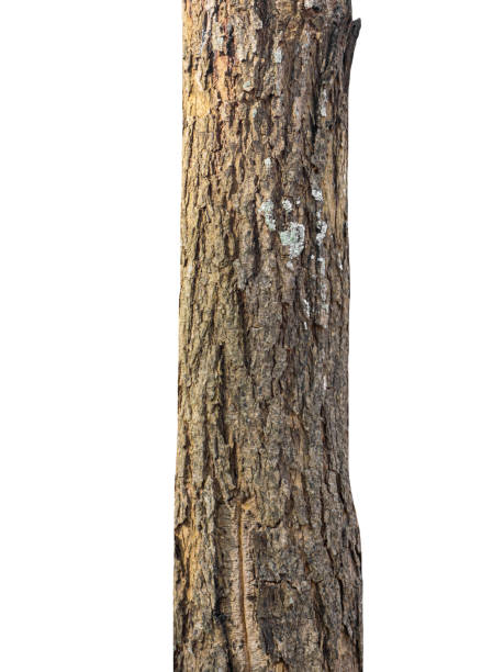 istock Trunk of a Tree Isolated On White Background 1374734729