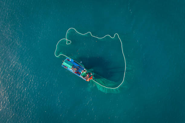 Drone view of fishing boat is netting  anchovies on the sea in sunrise, Phu Yen province, central Vietnam