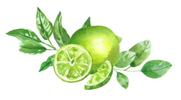 illustrazioni stock, clip art, cartoni animati e icone di tendenza di acquerello dipinto a mano frutti di lime. illustrazione ad acquerello disegnata a mano isolata su fondo bianco, aromaterapia, oli essenziali - lime ripe fruit citrus fruit