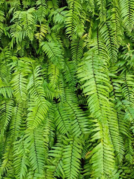 New Zealand (Punga or Ponga) Silver Fern fronds background