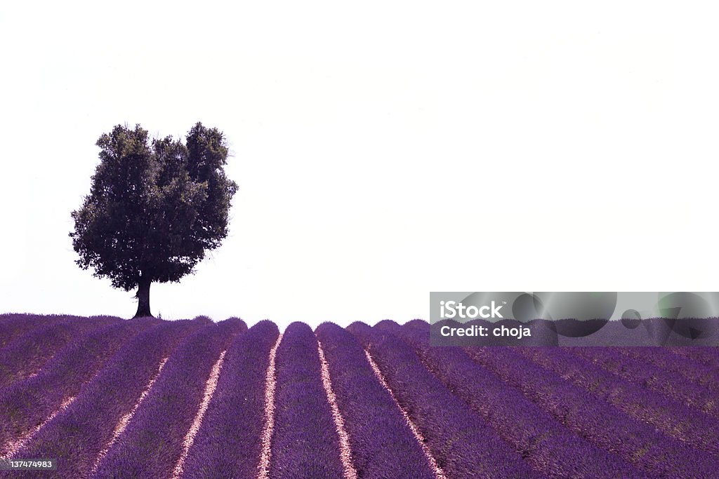 Campo de lavanda en Provence, Francia y lonesome árbol - Foto de stock de Francia libre de derechos