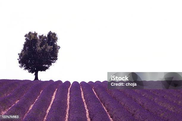 Campo De Lavanda En Provence Francia Y Lonesome Árbol Foto de stock y más banco de imágenes de Francia