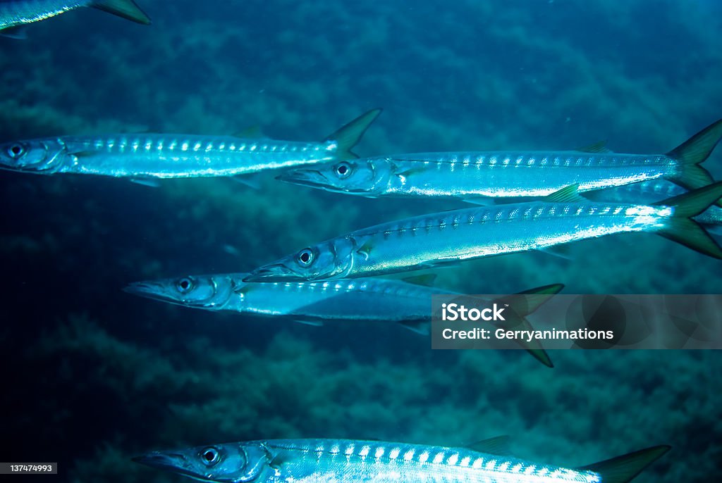 barracuda europea. - Foto stock royalty-free di Barracuda