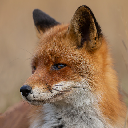 The red fox in nature during daytime and in nice late afternoon light