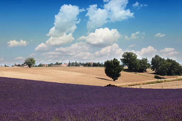 istock Landscape in Provence...France 137475306