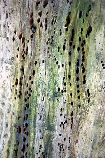 macro shot of holes and grains in a tree trunk