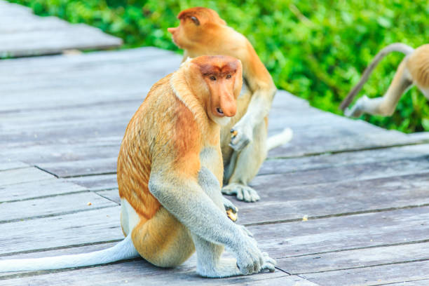 口吻モンキーまたは nasalis larvatus - monkey proboscis monkey malaysia island of borneo ストックフォトと画像