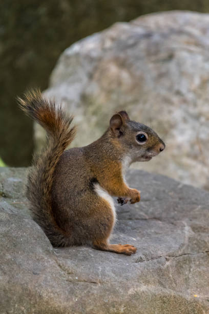 istock Side view of an American red squirrel (Tamiasciurus hudsonicus) sitting on a rock. 1374768666