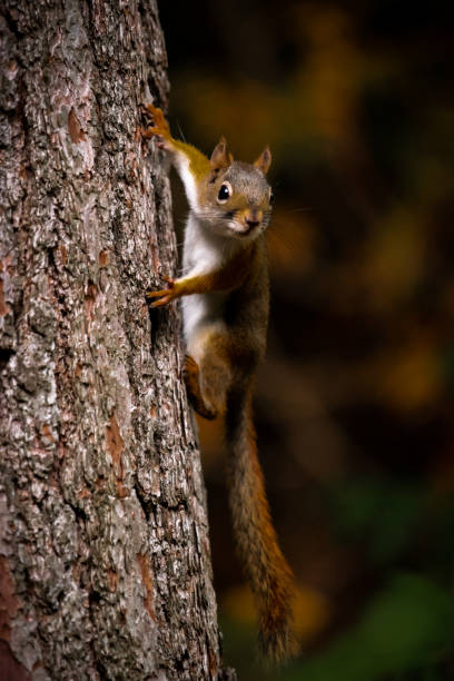 istock American red squirrel (Tamiasciurus hudsonicus) hanging on side of a tree trunk. 1374769209