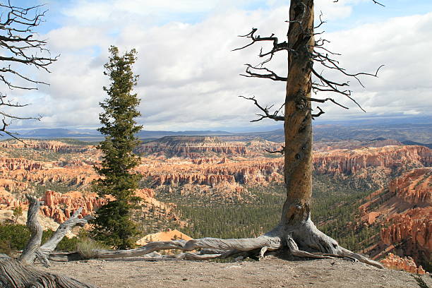 Bryce Canyon National Park with trees in foreground stock photo