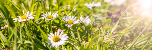 istock Green grass and chamomile on a glade. Spring or summer nature scene with blooming daisies in glorified highlights. Soft focus. Spring banner. 1374772004