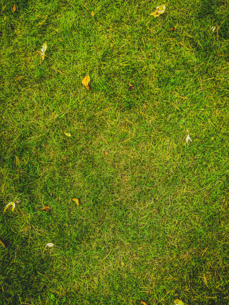 Grass with leaves at the forest path as a texture or background.