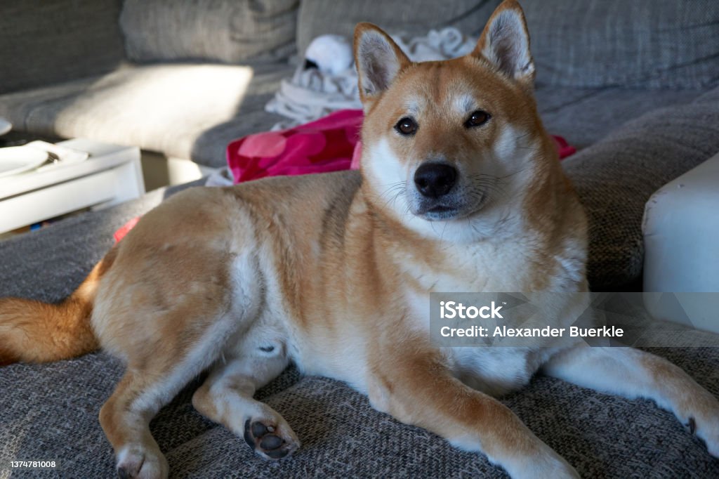 sesame shiba inu dog lying on couch Dogecoin Stock Photo