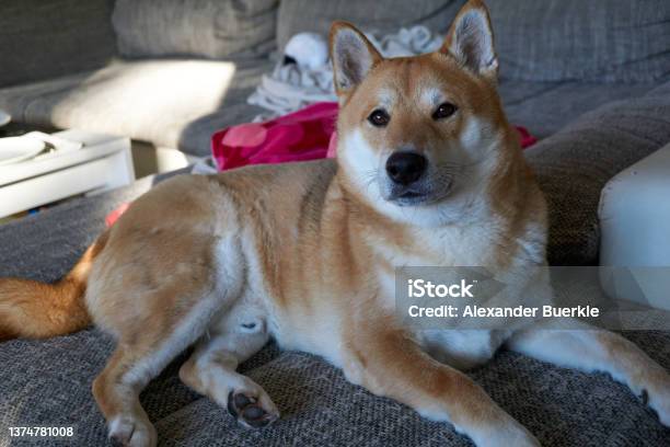 Sesame Shiba Inu Dog Lying On Couch Stock Photo - Download Image Now - Dogecoin, Animal, Animal Body Part