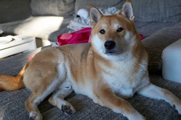 sesame shiba inu dog lying on couch